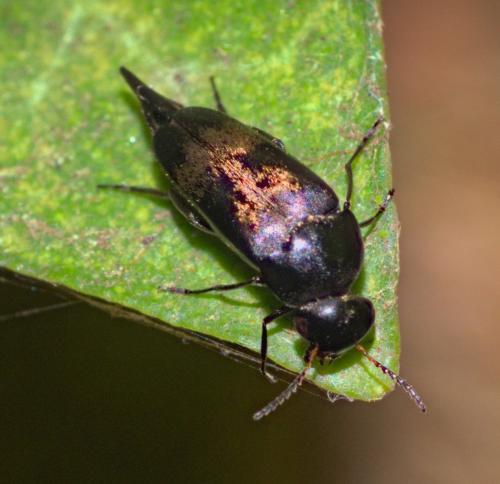 Variimorda sp.